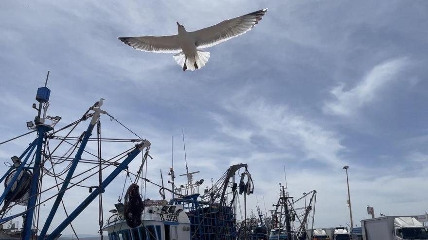 Escapada a Essaouira: qué ver en la ciudad marroquí de los gatos y los riads