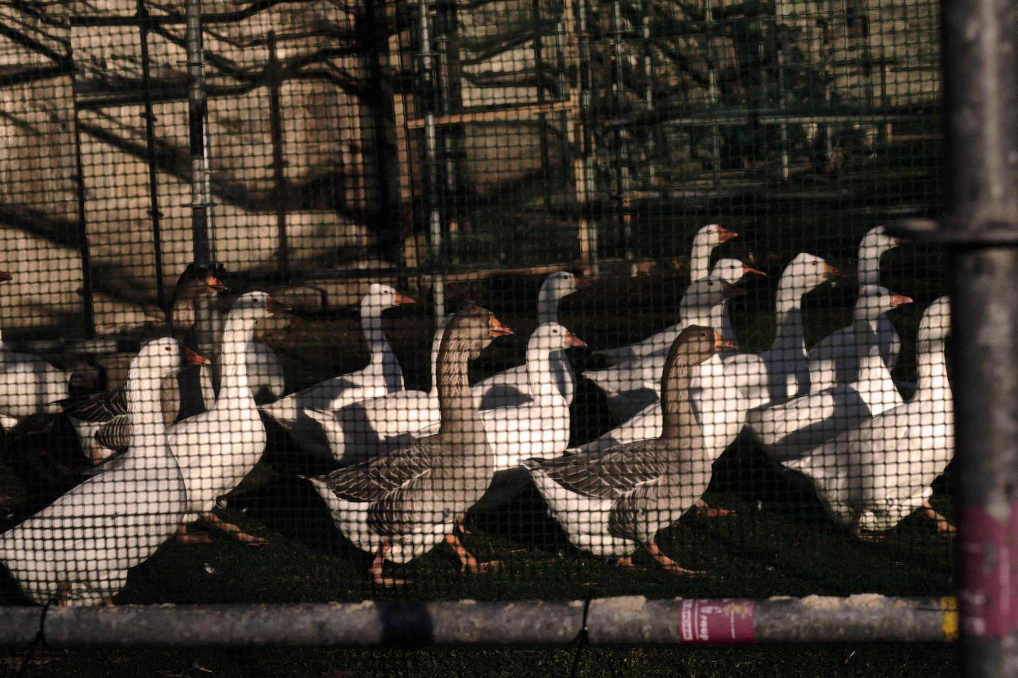 Las medidas contra la gripe aviar en la Taconera de Pamplona