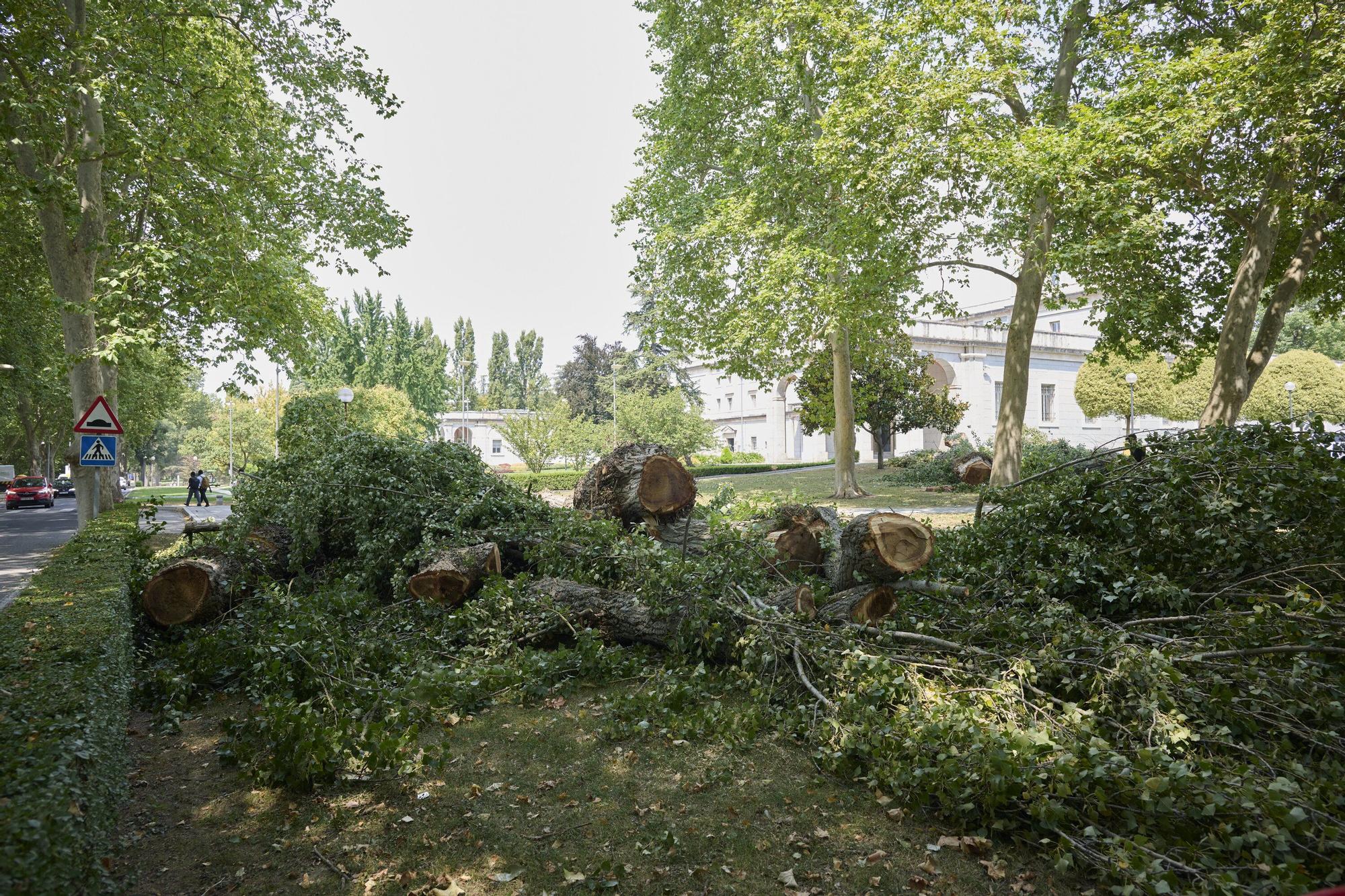 Tala de árboles en la Universidad de Navarra