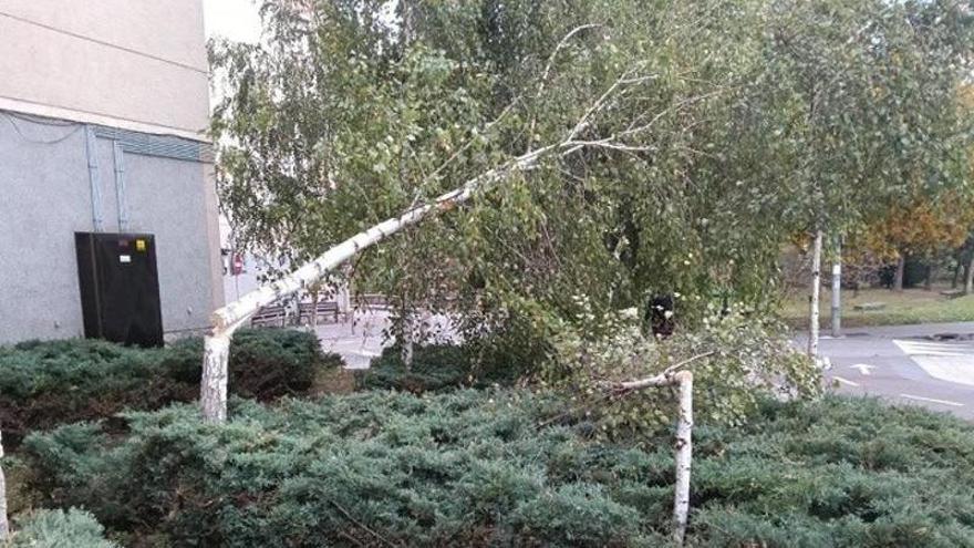 Malestar en Durango por ataques al arbolado urbano