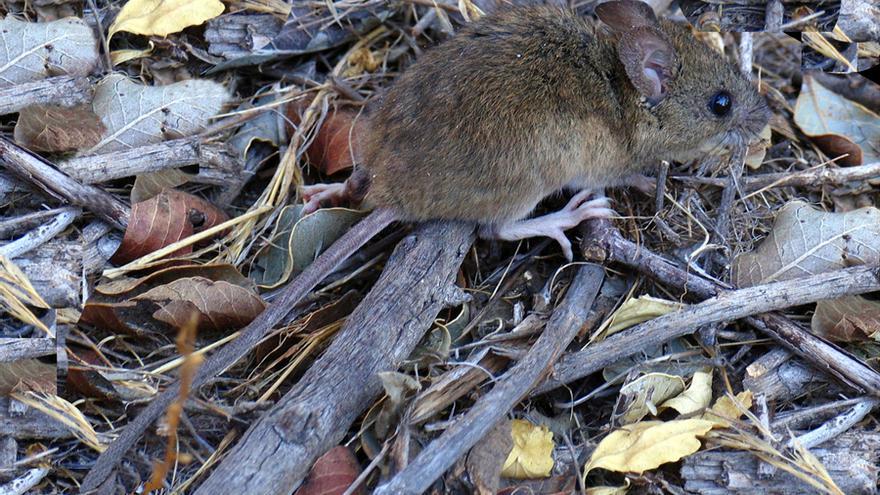 ¿Pueden nadar las ratas?