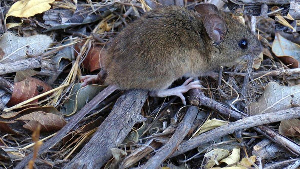 Ratón colilarga, portador del hantavirus.