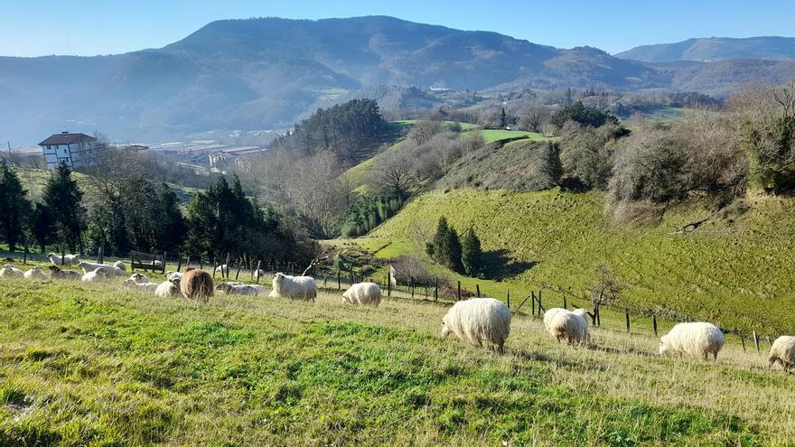 El sector primario de Hernani y Usurbil disfruta de un servicio de sustitución