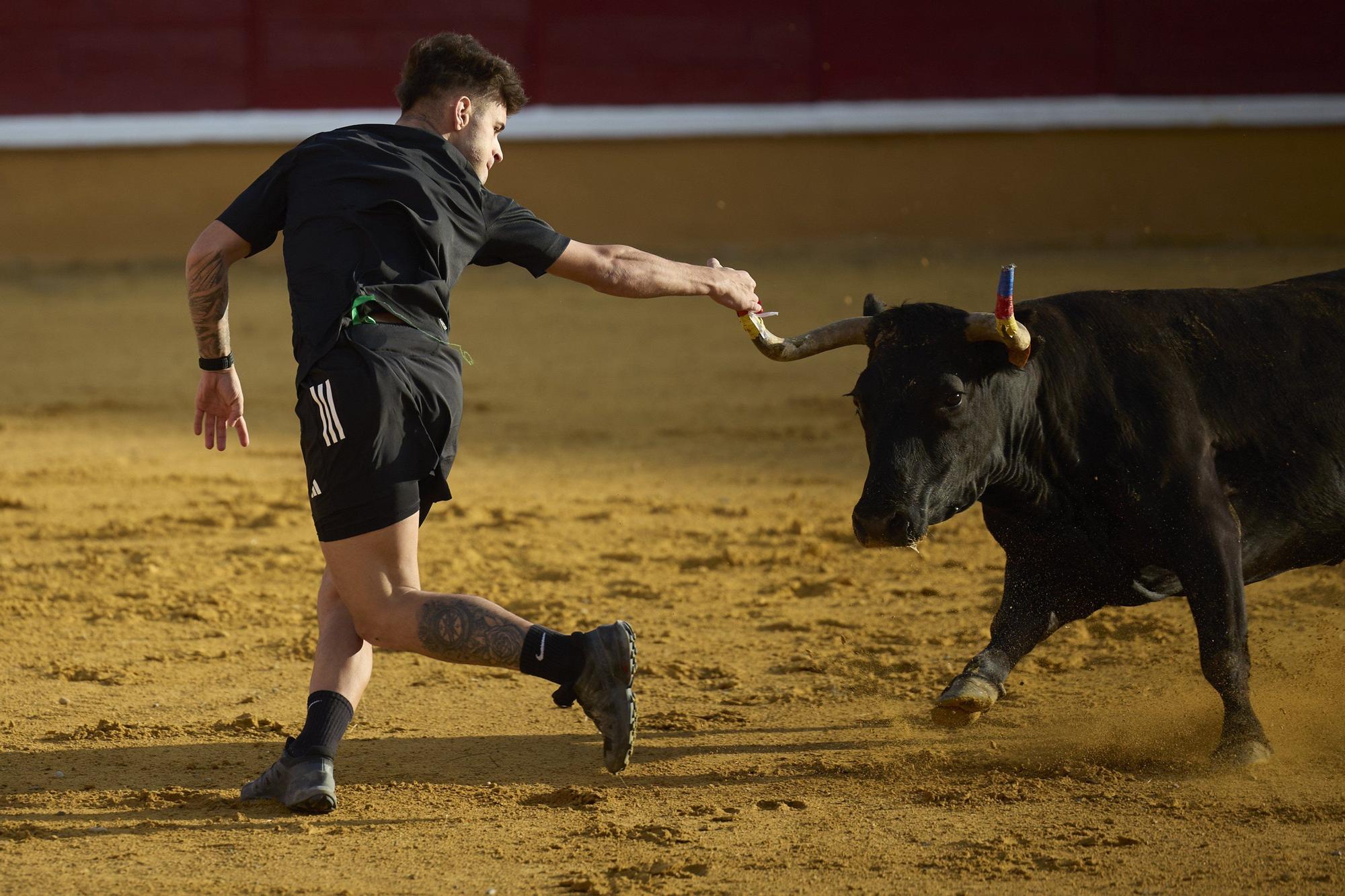 Suelta de vaquillas en las fiestas de Tudela (viernes 25 de julio de 2025)
