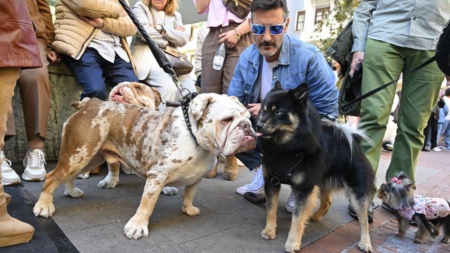 En Imágenes: Bilbao se rinde a los perros más simpáticos de Bizkaia
