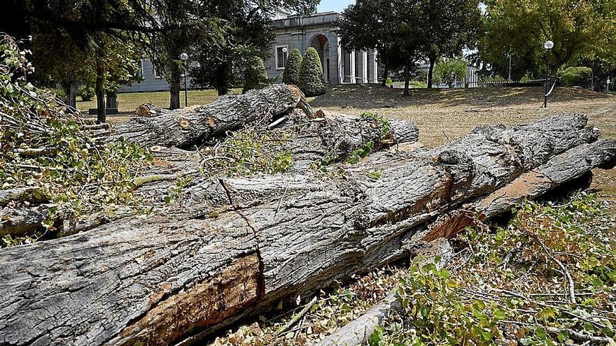 Apeo de árboles con riesgo de caída en el campus de la UN