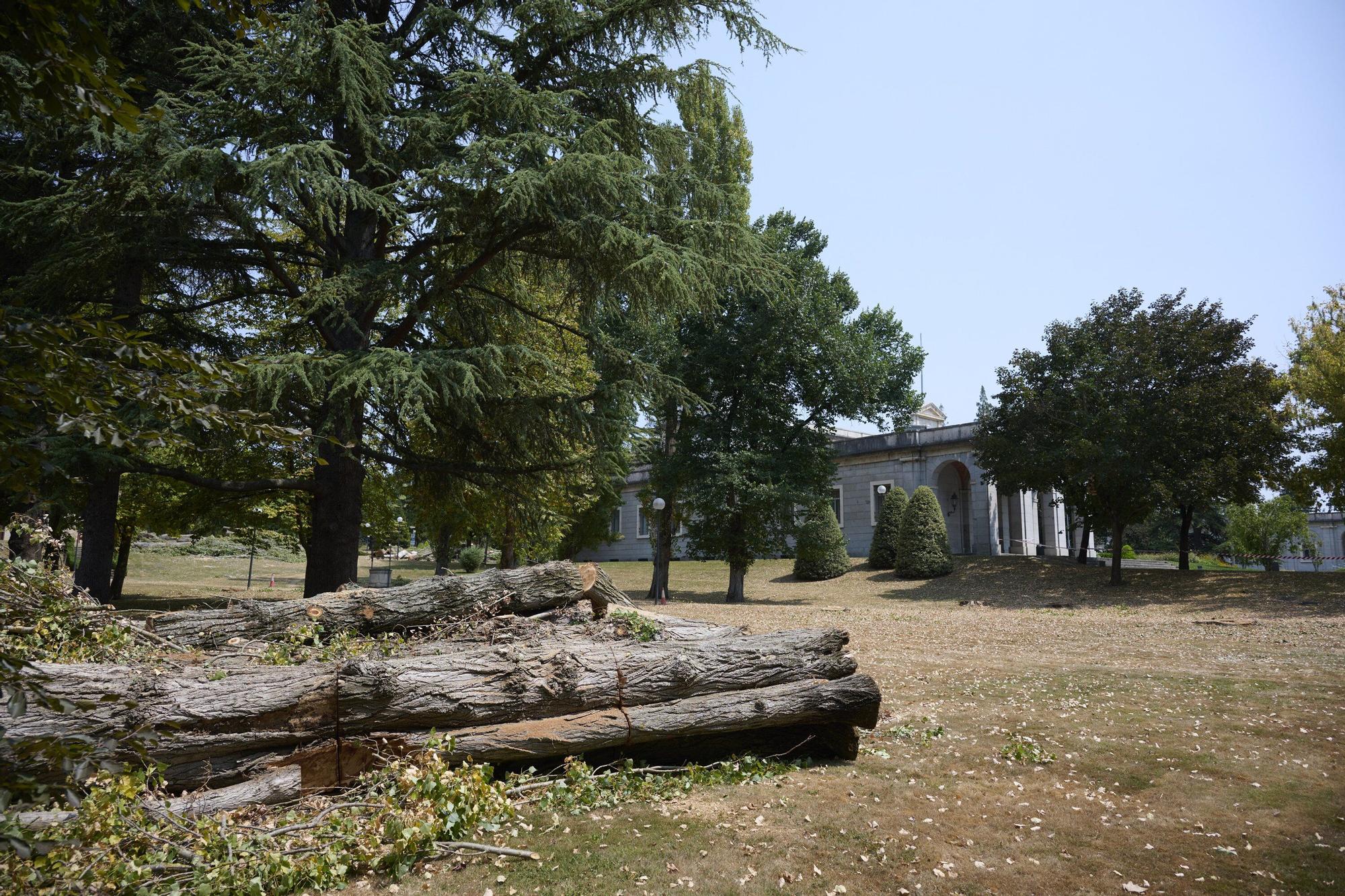 Tala de árboles en la Universidad de Navarra