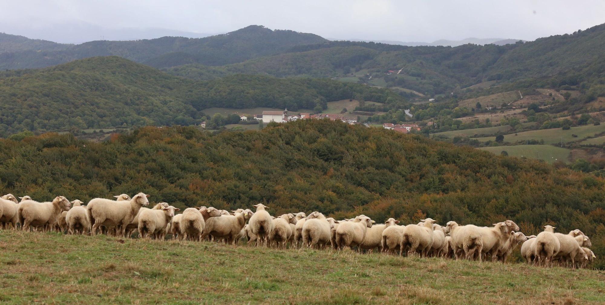 Fotos de la XVIII Media Maratón Roncesvalles-Zubiri