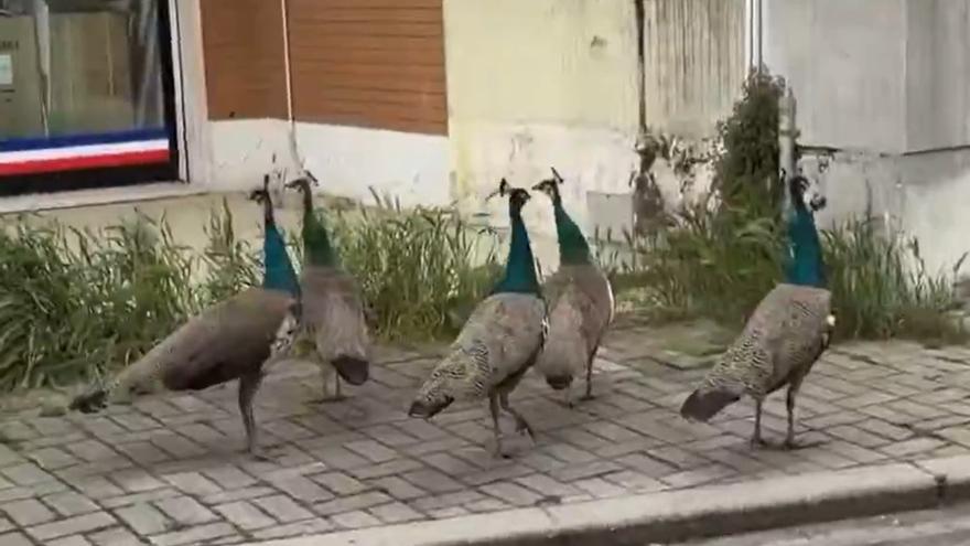 Un pueblo italiano pide auxilio ante una invasión de pavos reales