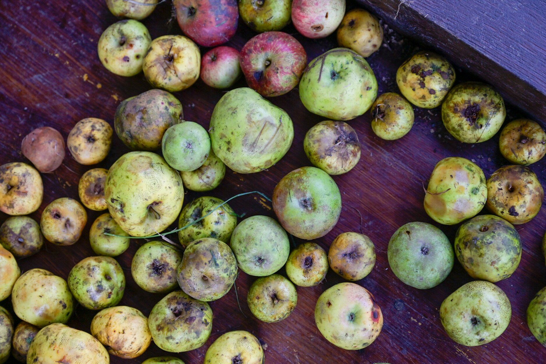 Feria de la cosecha de la manzana en Astigarraga.