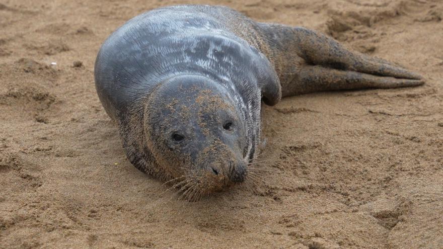 Una foca en la playa sorprende a los zarauztarras