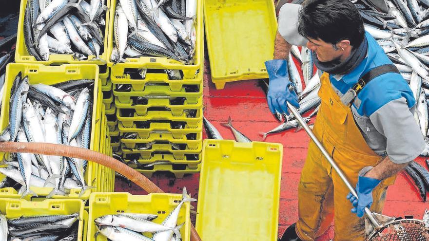 ¿Sabemos qué pescado estamos  comiendo? Situación del verdel