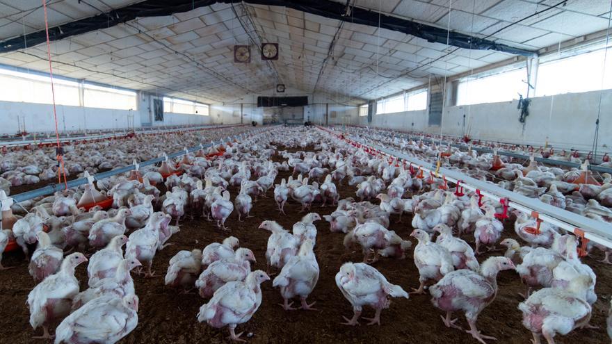 El Gobierno español monitoriza la situación de la gripe aviar para adoptar medidas ante la subida del precio del huevo