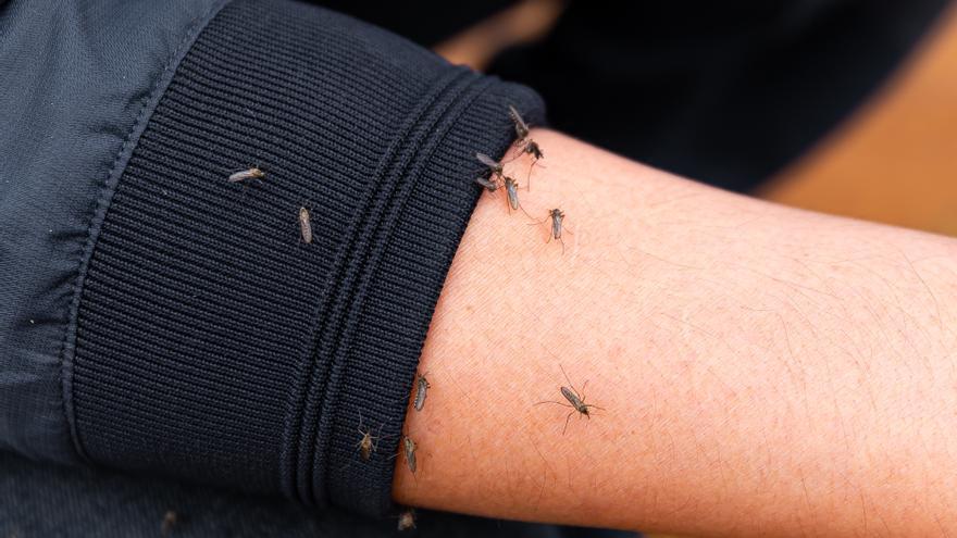 Identifica las picaduras de insectos más frecuentes para que no te den problemas
