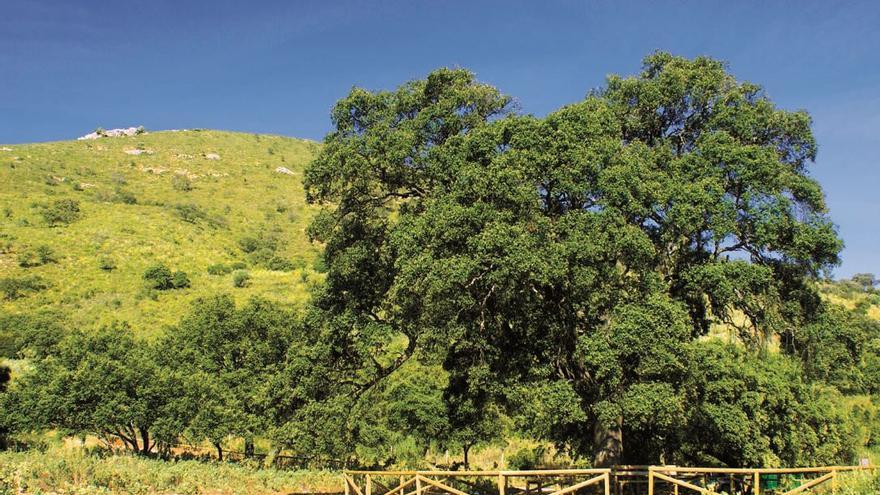 En imágenes: Osuna, una de las villas ducales más hermosas de Andalucía