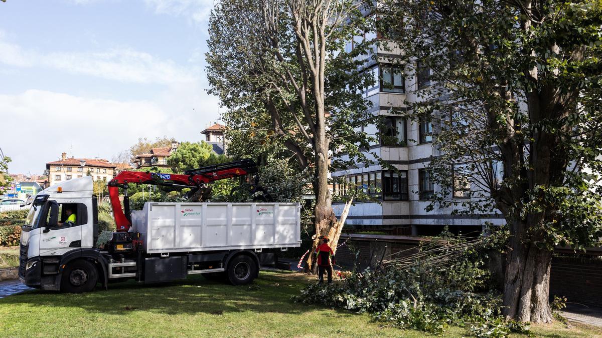 Los operarios retiran un árbol caído en la zona de Las Arenas