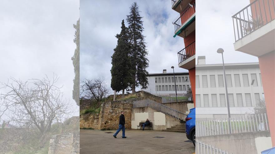 Estella-Lizarra cuenta con su patrimonio arbóreo en su lucha contra el cambio climático