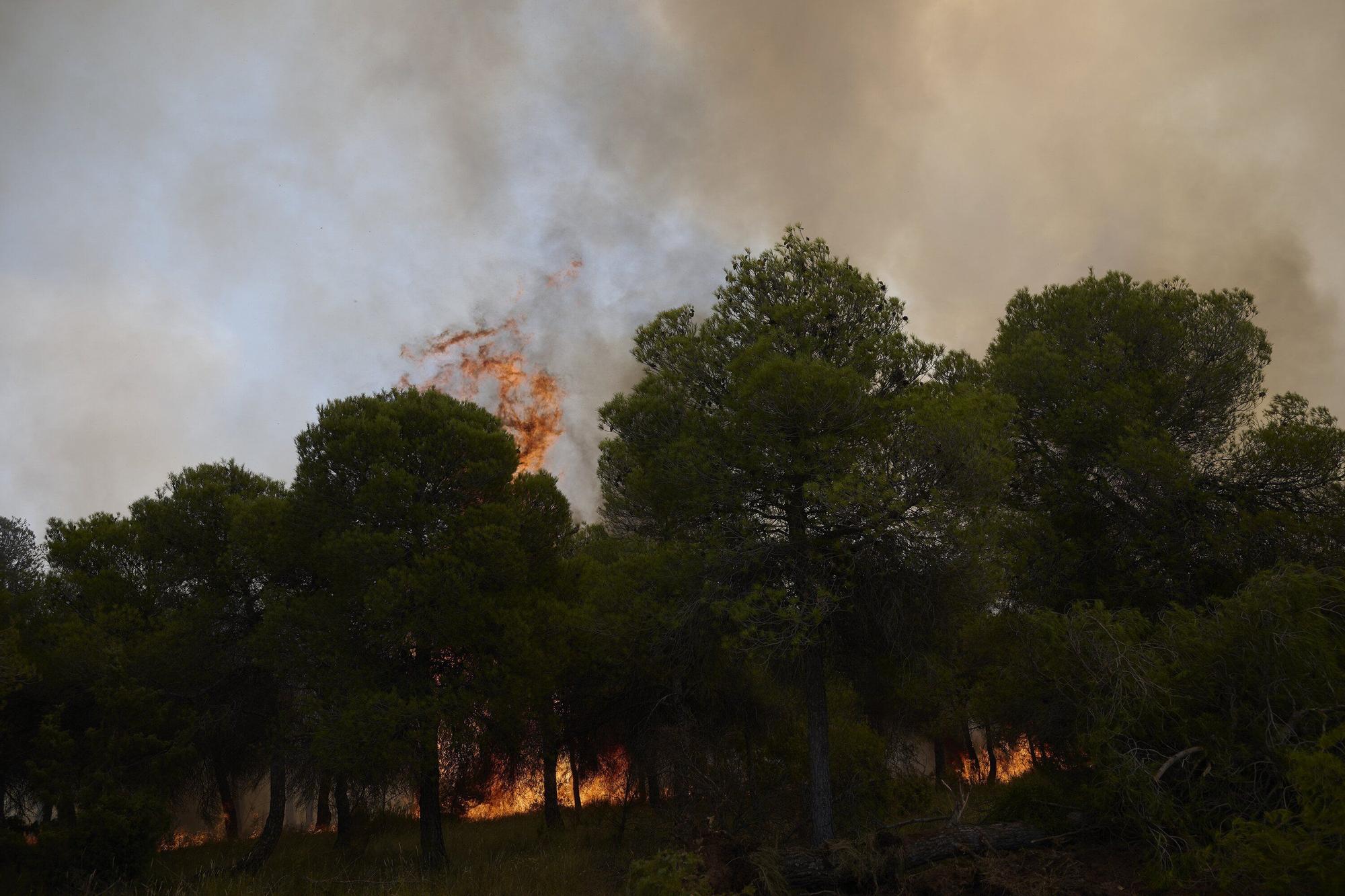 Fotos del incendio forestal cerca de Carcastillo