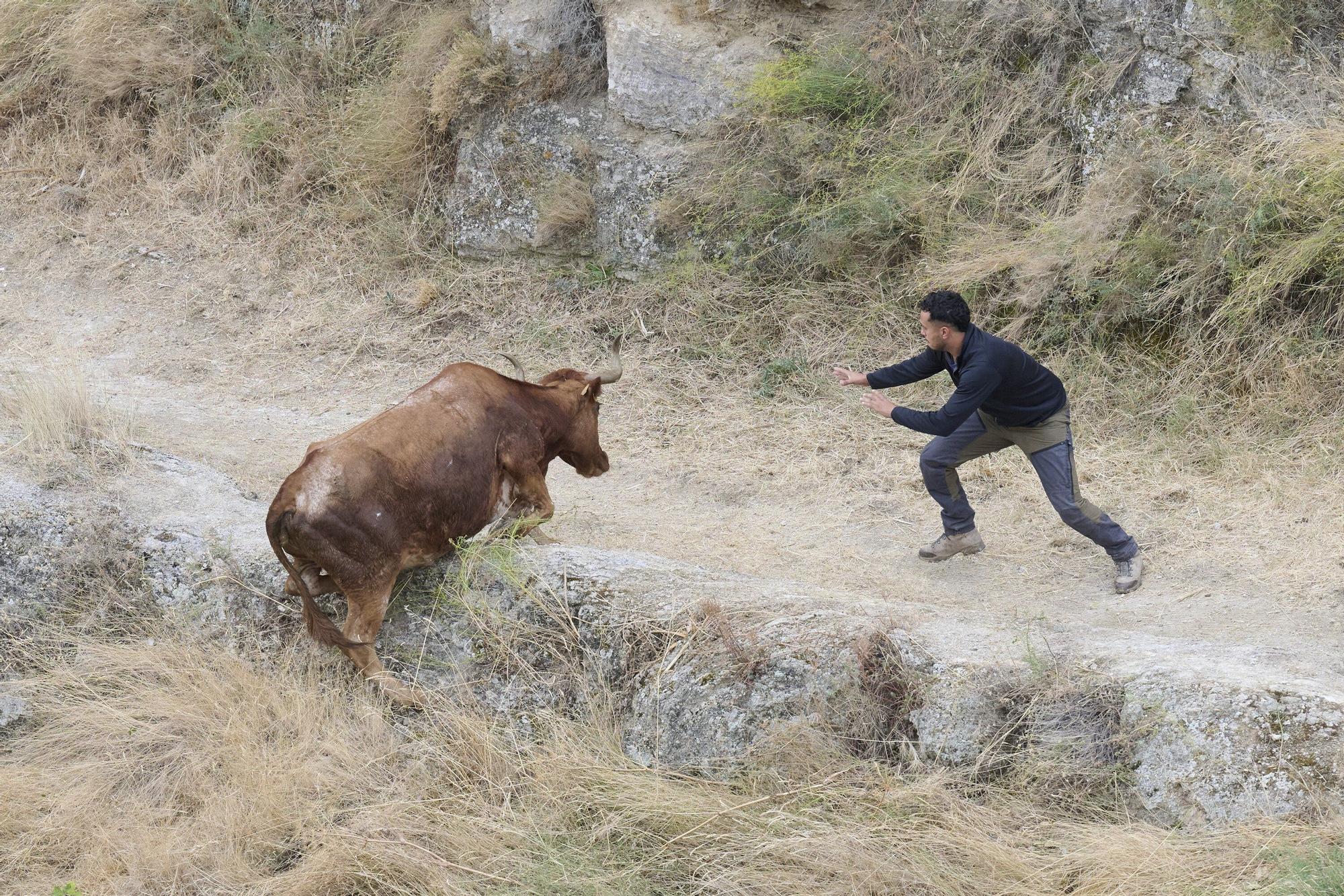 Fotos del tercer encierro del Pilón de Falces 2025