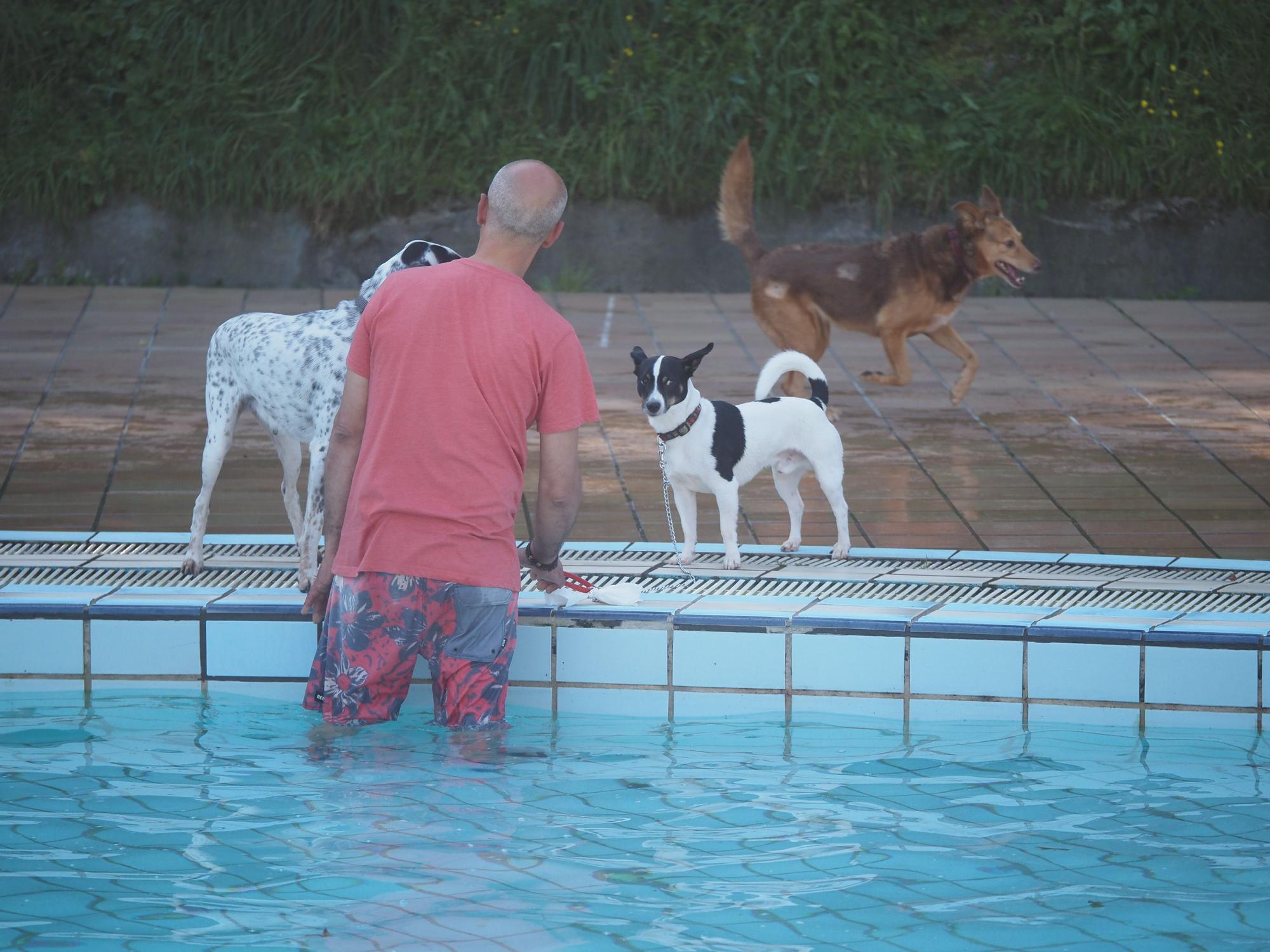 Las piscinas de Eibar han sido coto privado para los perros