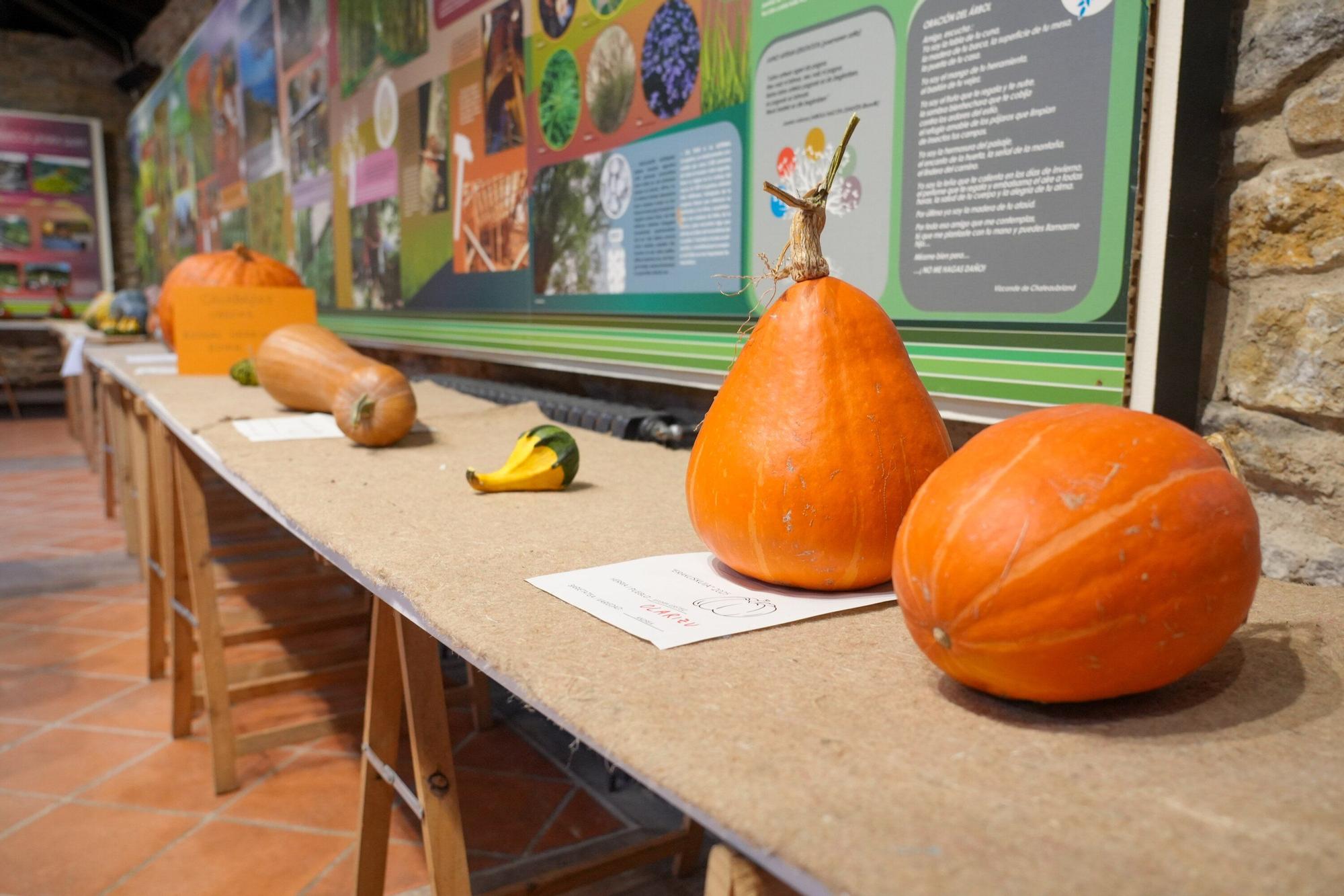 En imágenes: Exposición de calabazas en la Casa de la Dehesa