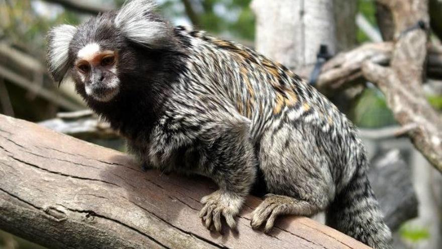 El parque acoge a medio millar de animales.