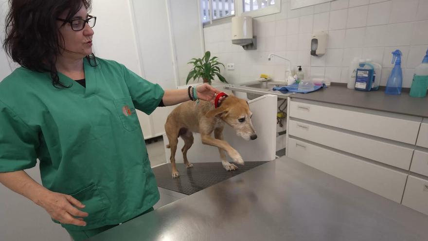 El Centro de Atención a Animales de Pamplona acoge más de 200 animales al año
