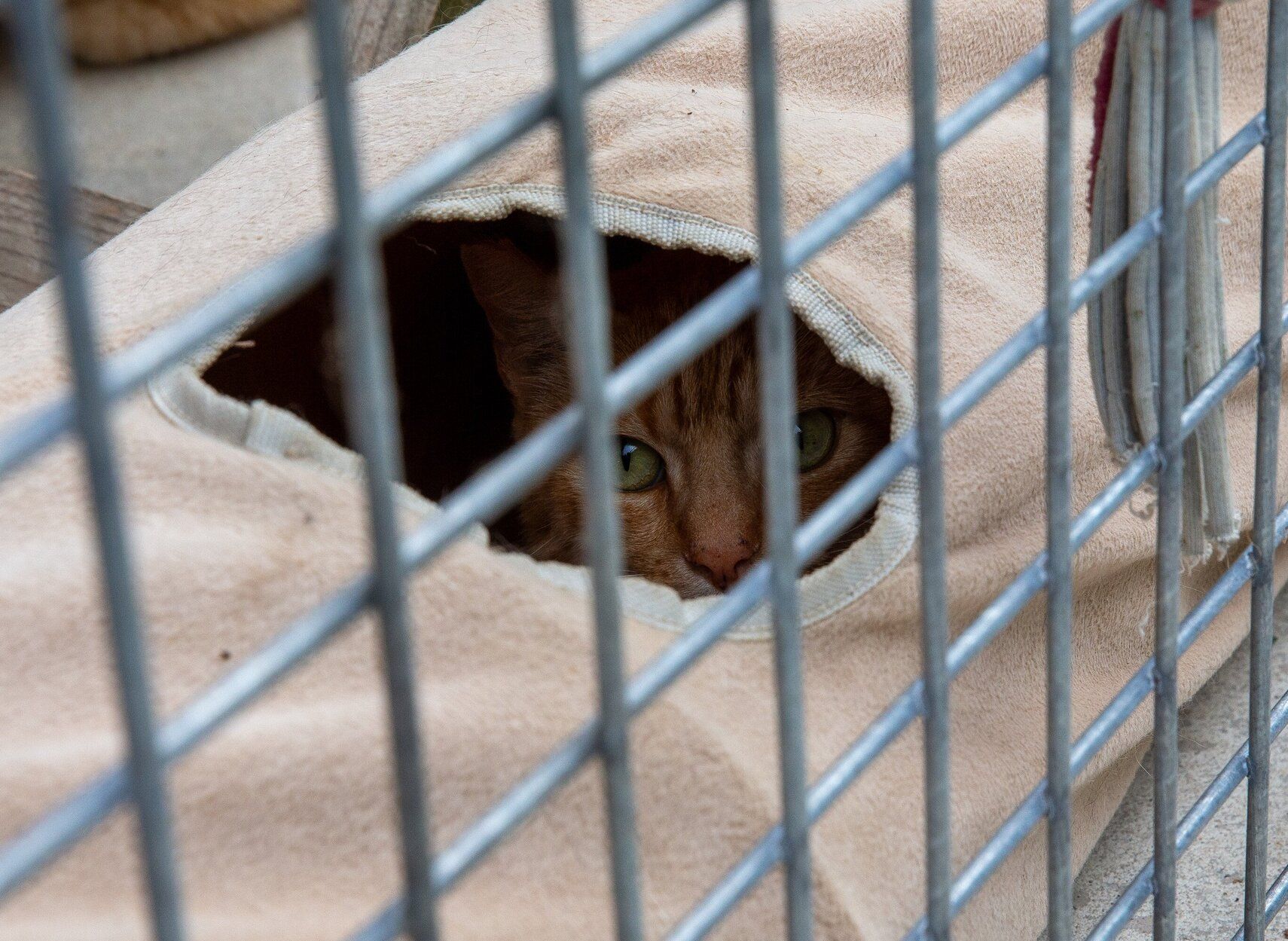 Fotos del Centro de Atención de Animales de Pamplona