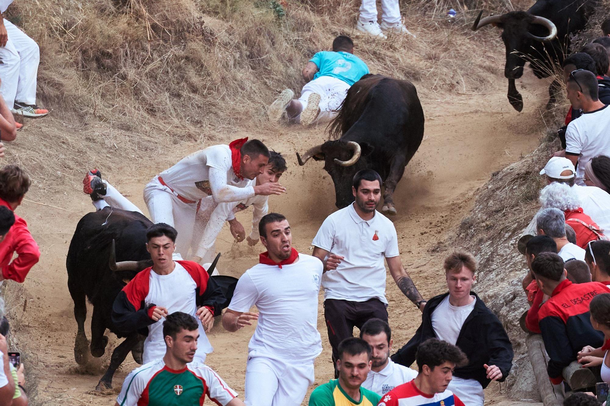 Fotos del tercer encierro del Pilón de Falces 2025