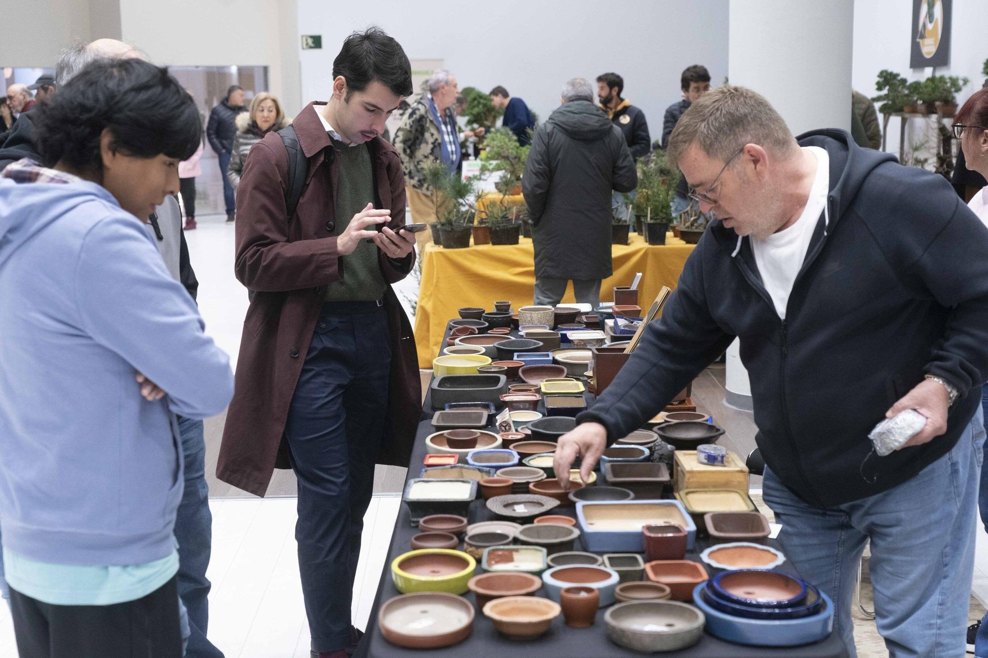 En imágenes: El arte del bonsái llega a Vitoria-Gasteiz
