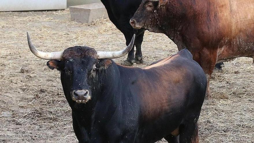 Dos corridas de la Feria del Toro de San Fermín podrán verse gratis en televisión