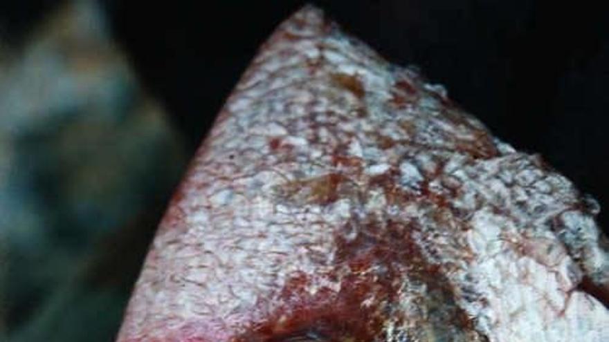 Fotografía de Blas Campos.