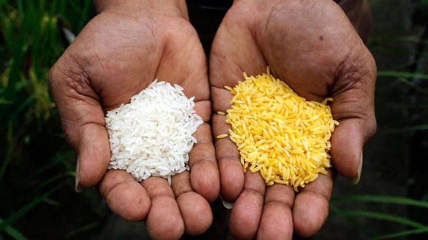 Un agricultor sostiene en sus manos dos puñados de arroz común y arroz dorado.Foto: DEIA