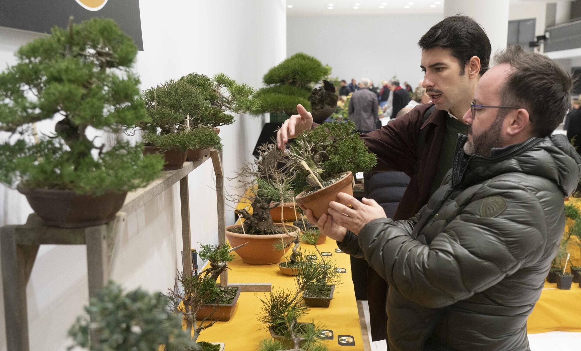 En imágenes: El arte del bonsái llega a Vitoria-Gasteiz