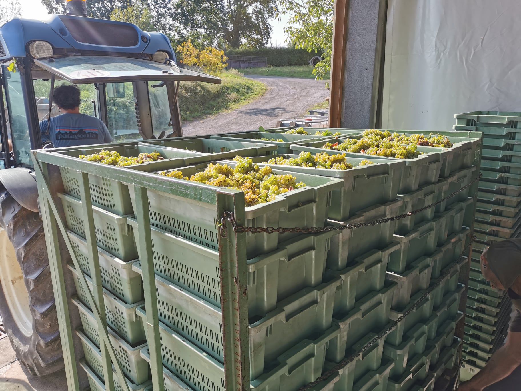 Cajas con uva recién recogida en la bodega Bat Gara de Lezama