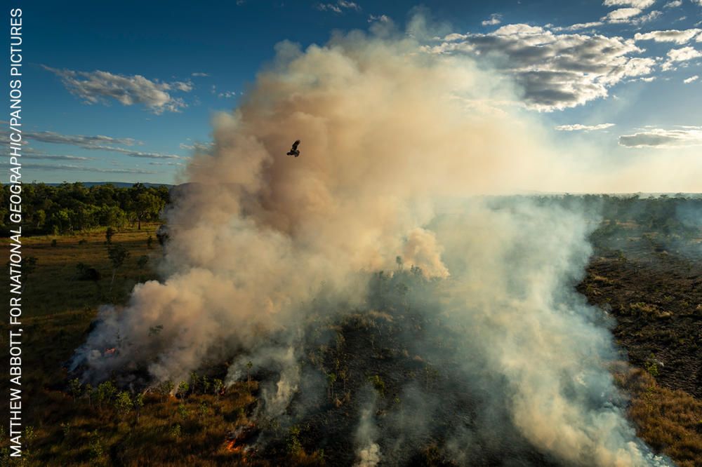 Un milano negro huye de una columna de humo causada por indígenas australianos el 2 de mayo de 2021. World Press Photo 2022.