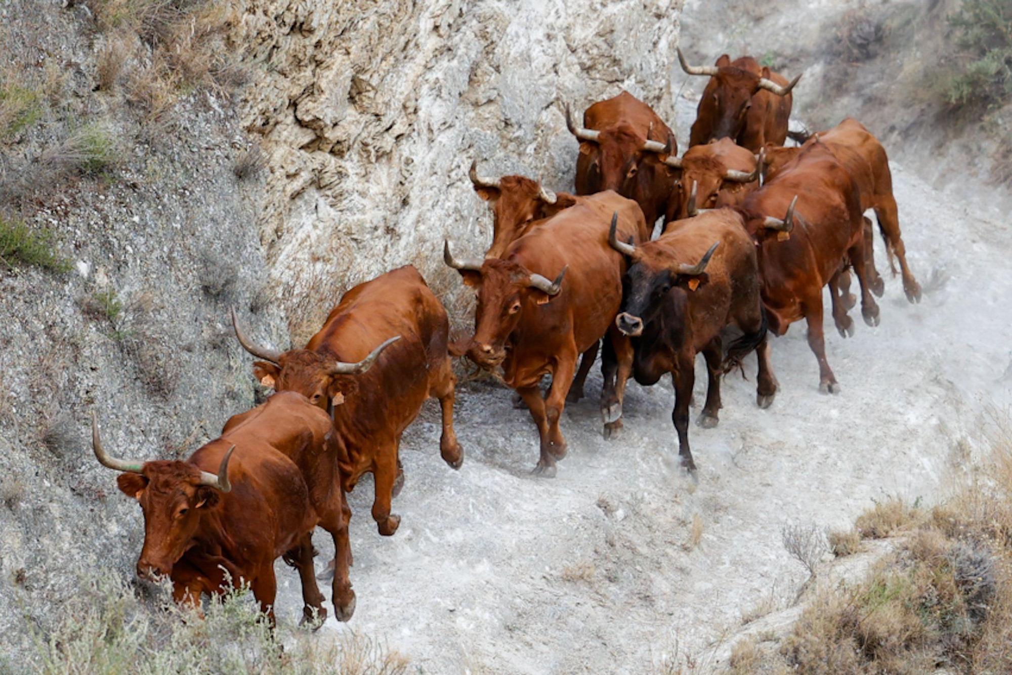 Fotos del cuarto encierro del Pilón de Falces 2025