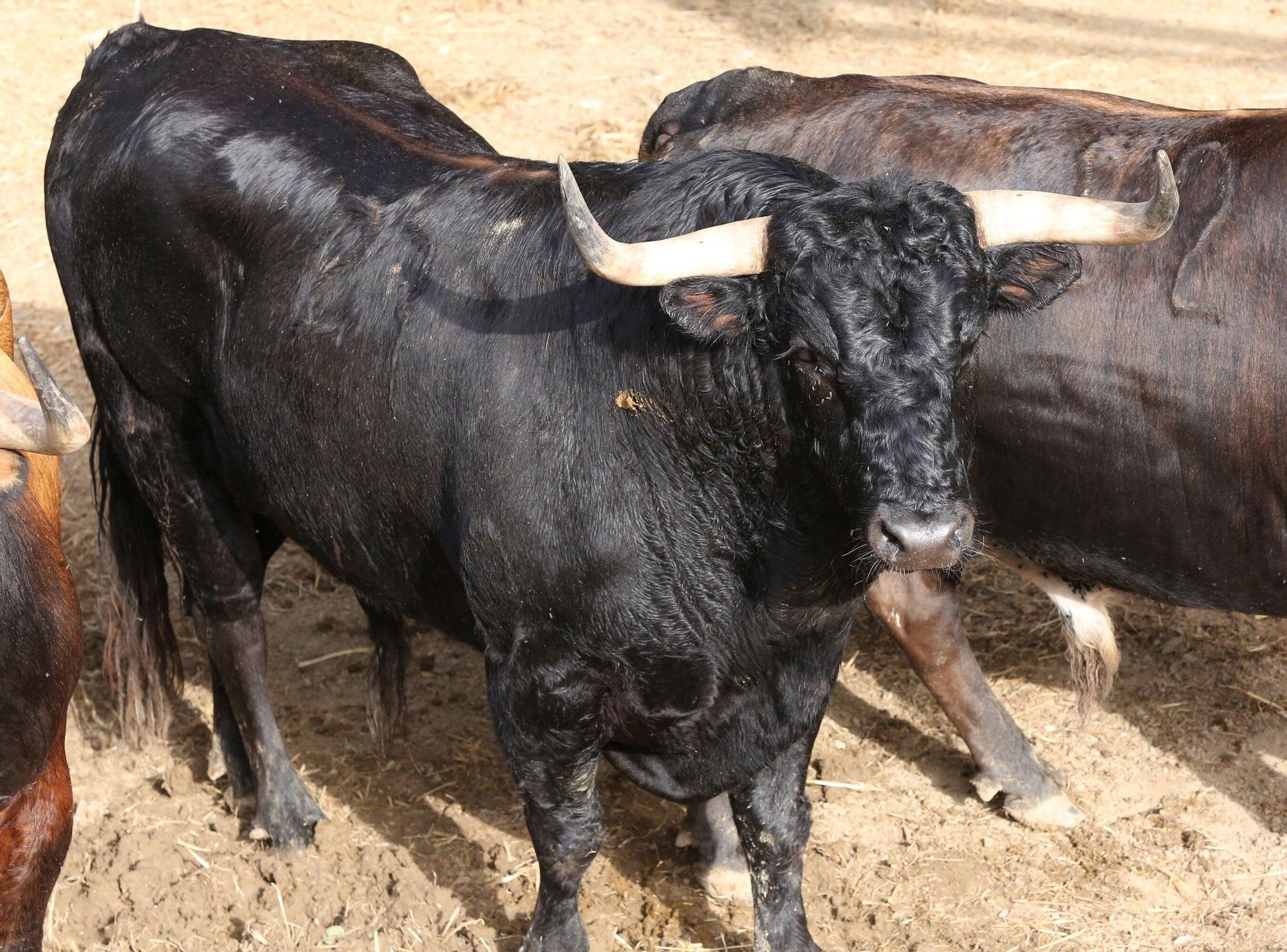 Toros de La Palmosilla de Tarifa para el Encierro del día 7