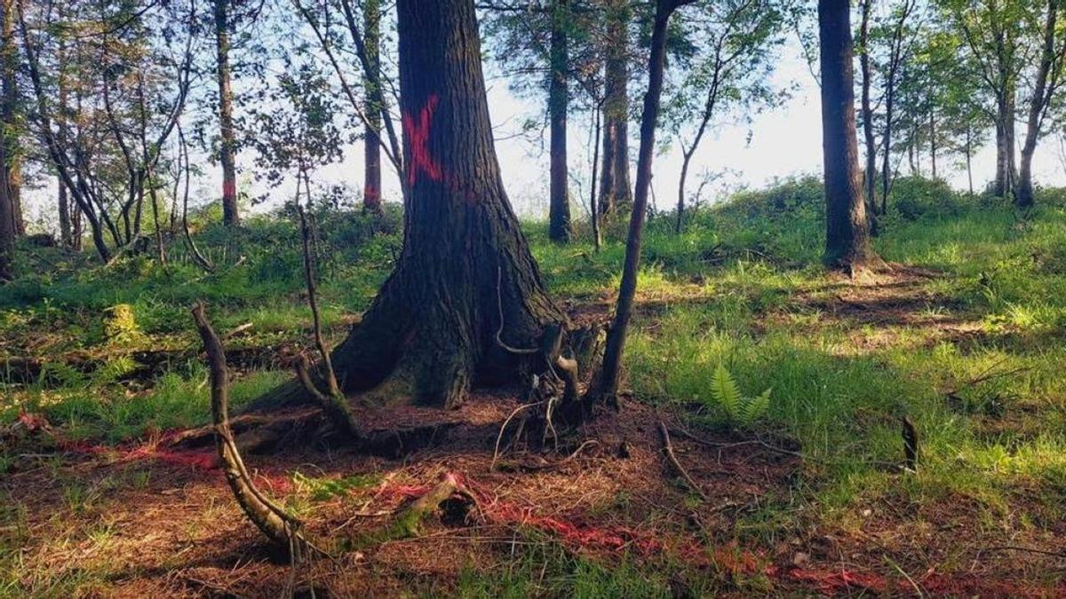 Las marcas en los árboles indican la zona en la que se plantea llevar a cabo la instalacion del medidor de viento.