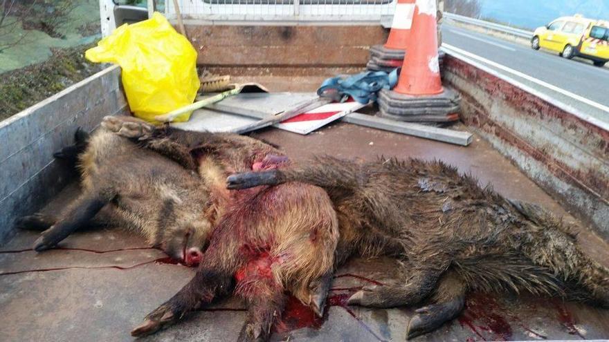 Animales retirados por Conservación de Carreteras.