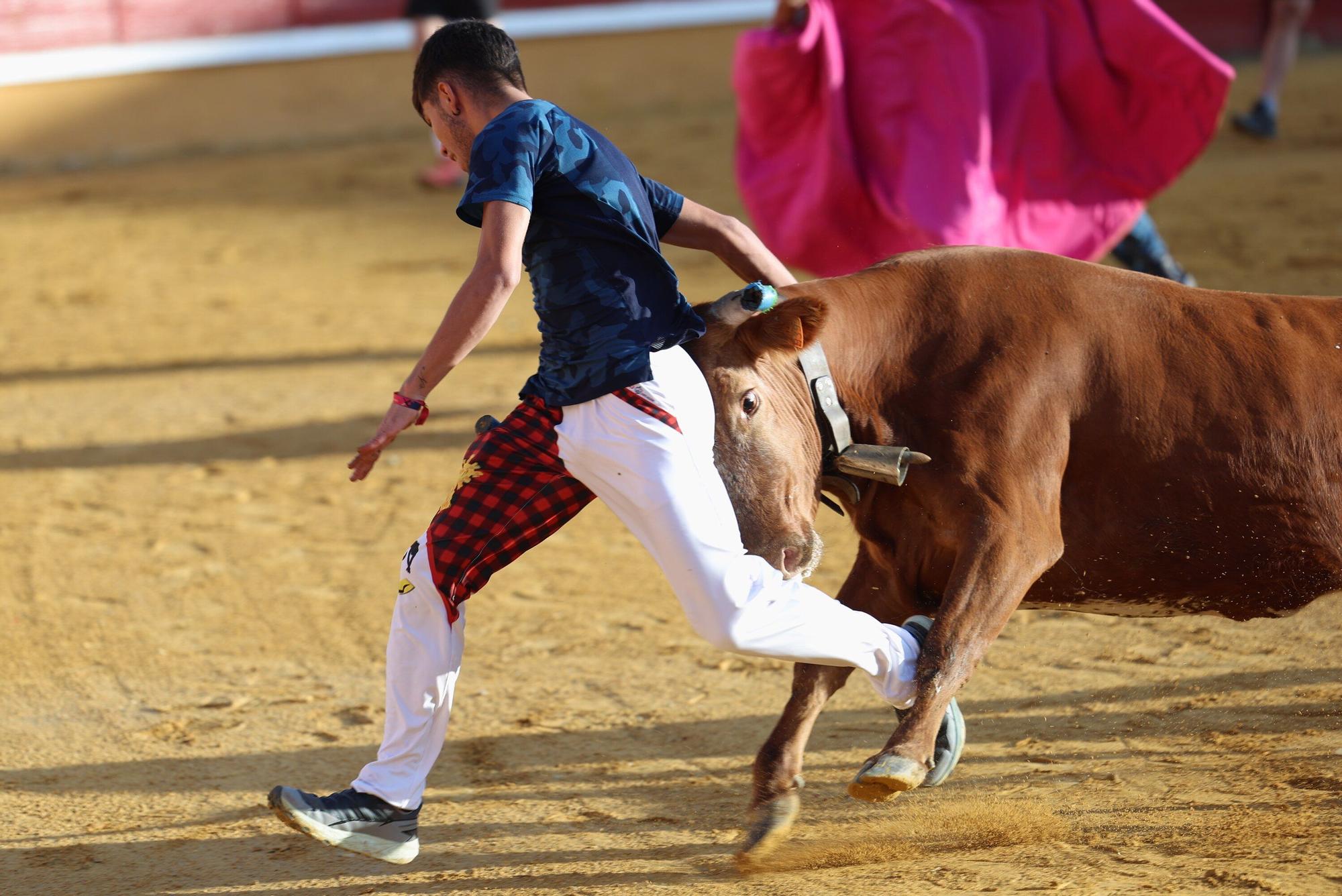 Suelta de vaquillas tras el tercer encierro de Tudela
