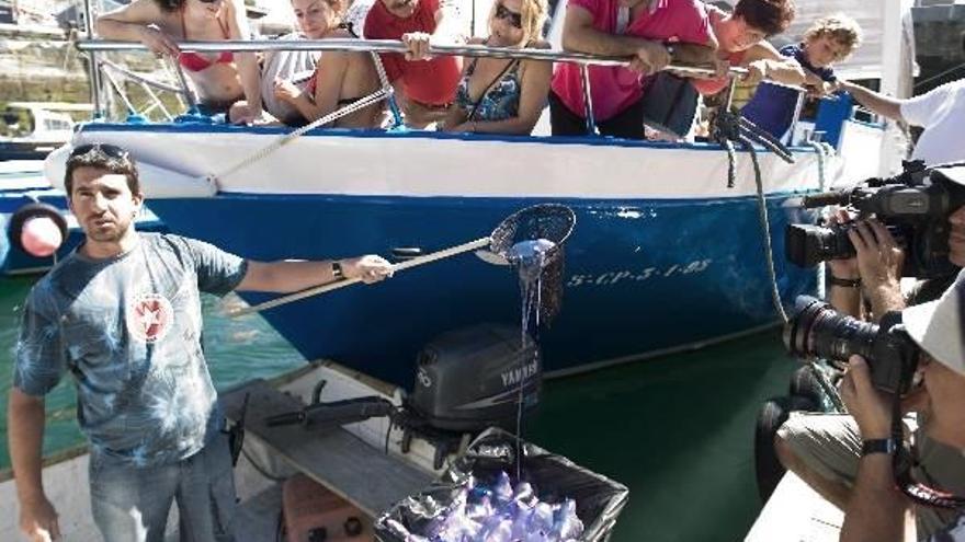 Tres embarcaciones capturan medusas diariamente a una milla de la costa de Donostia