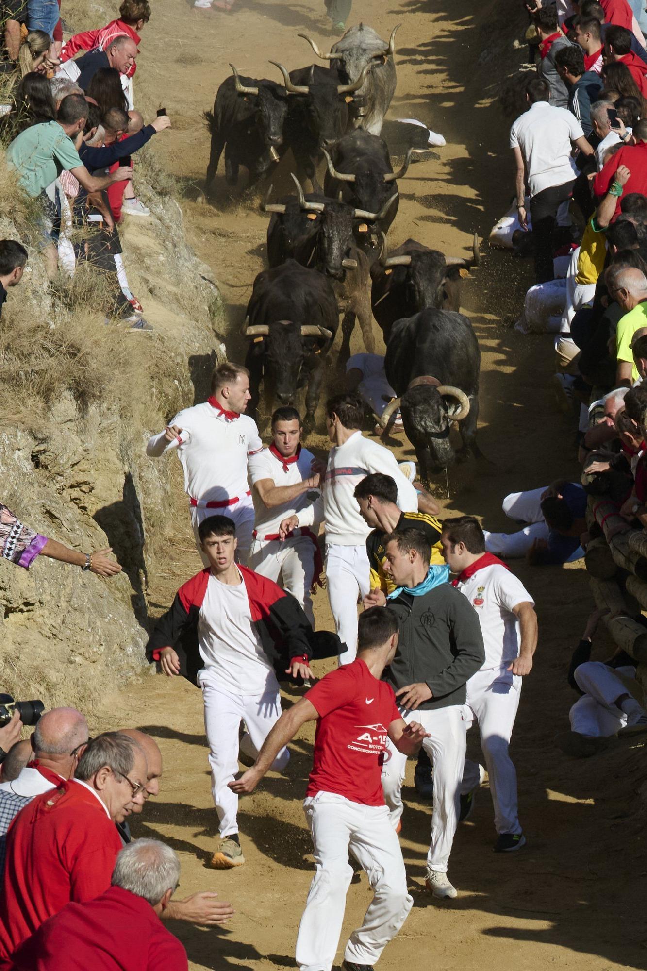 Fotos del penúltimo encierro del Pilón de Falces 2025