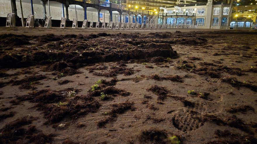 Retiran de La Concha 25 toneladas de algas en tres días