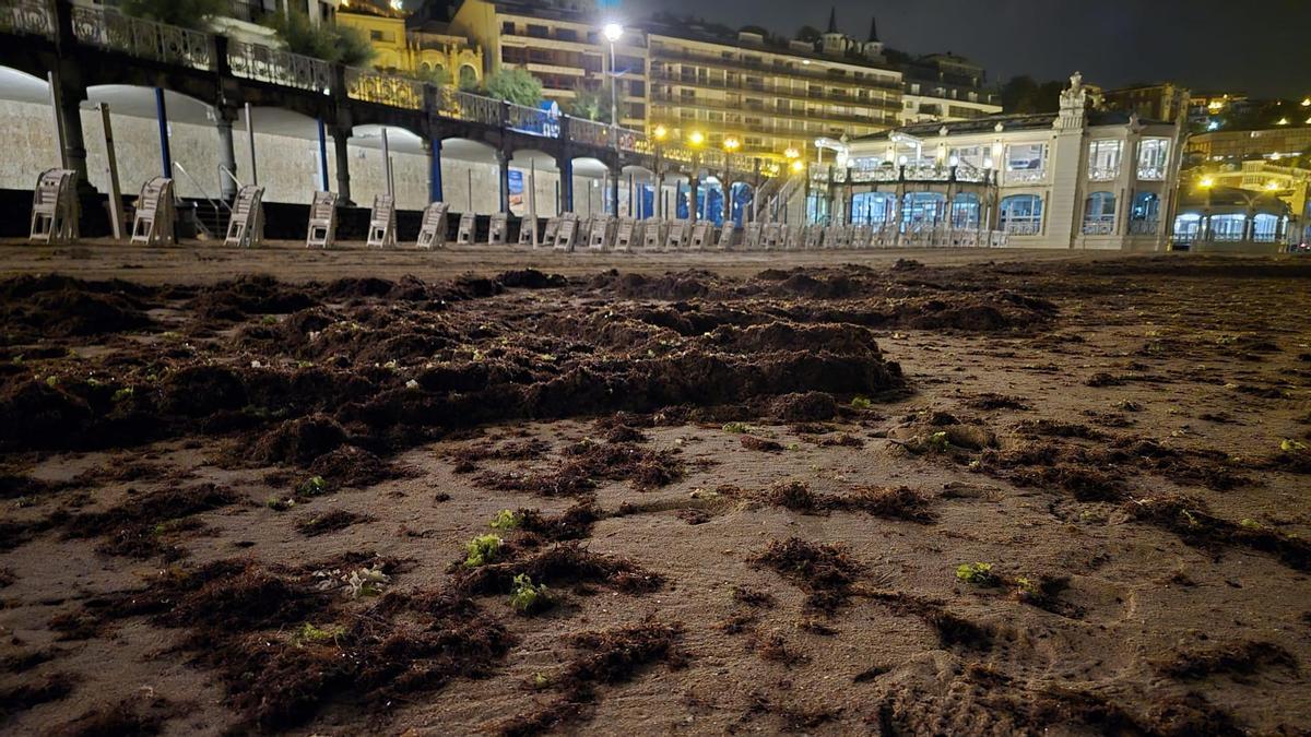 La playa de La Concha, cubierta de algas arrastradas por el mar.
