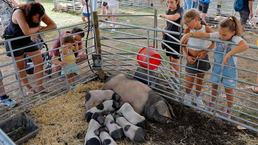 Feria Autentika de ganadería, celebrada en el parque de la Runa e incluida en los actos del Privilegio de la Unión