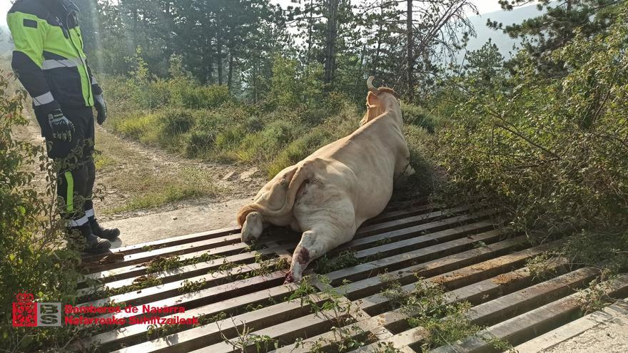 Bomberos de Navarra liberan a una vaca que se había quedado atrapada en un paso canadiense