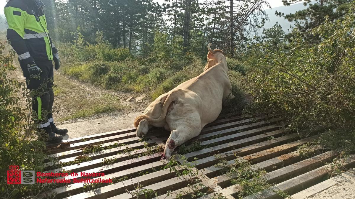 La vaca herida tras quedar atrapada, en un paraje cerca de Liédena.