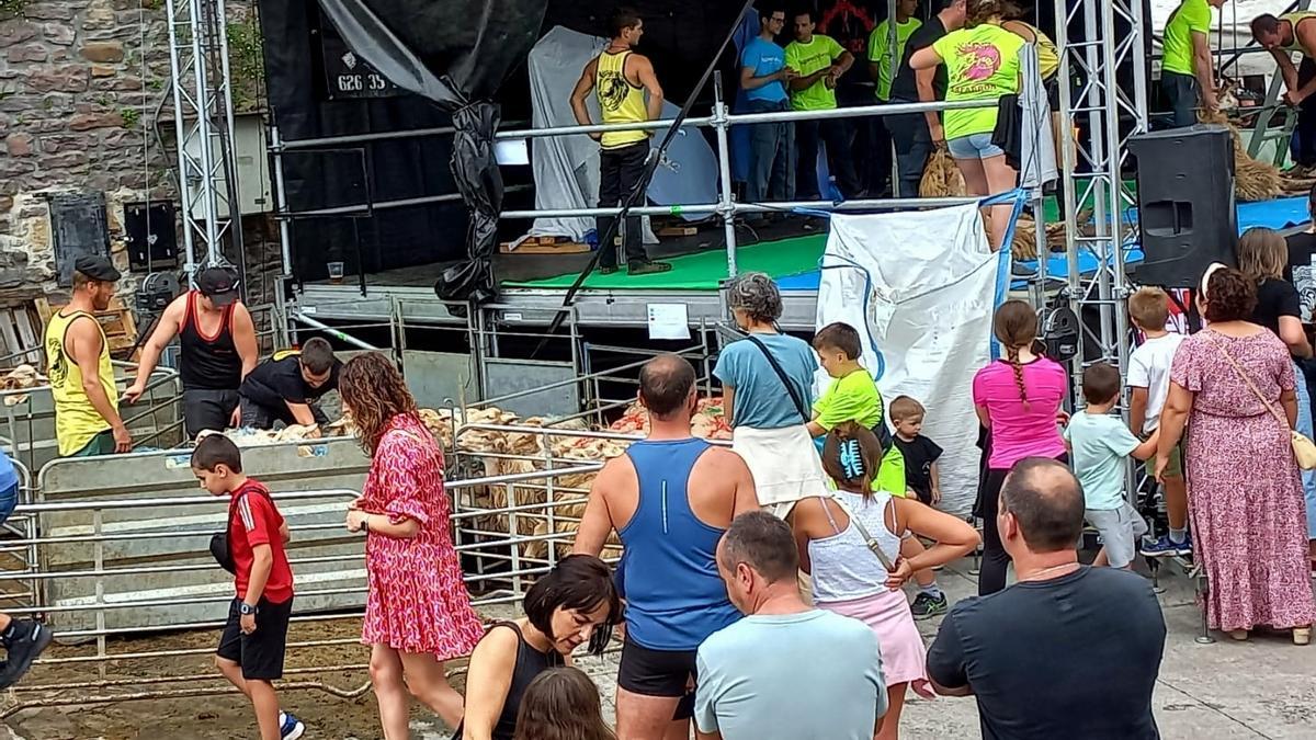 Imagen del concurso de esquileo del año pasado.