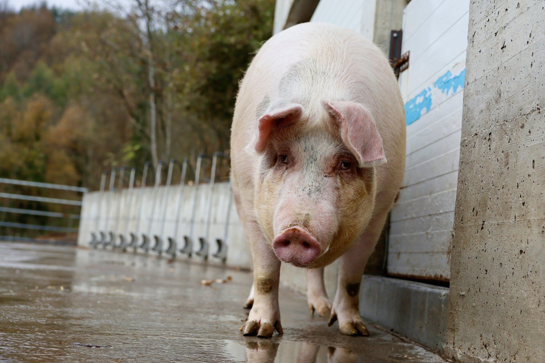 Poxpolin, la cerda de Santo Tomas 2025